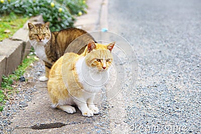 2 feral cats Stock Photo