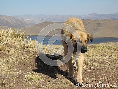 Feral Dog in the Mountains of Peru Stock Photo