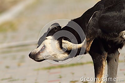 Feral dog scratching Stock Photo