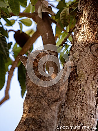 Feral domestic cat Stock Photo