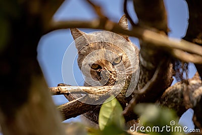 Feral domestic cat Stock Photo