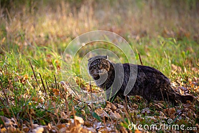 feral domestic dirty shaggy tabby cat on autumn leaves covered ground Stock Photo