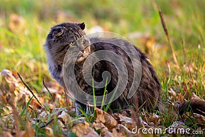 feral domestic dirty shaggy tabby cat on autumn leaves covered ground Stock Photo