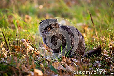 feral domestic dirty shaggy tabby cat on autumn leaves covered ground Stock Photo