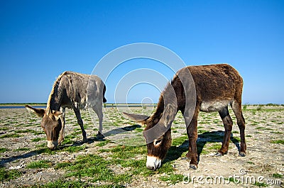 Feral donkeys Stock Photo