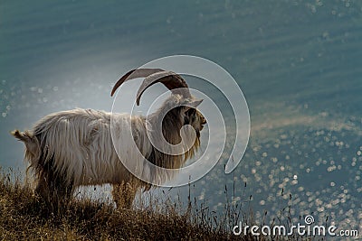 Feral goat Stock Photo