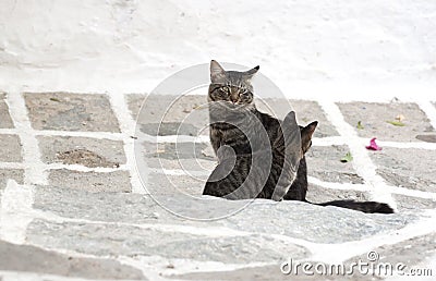 Feral greek cats Stock Photo