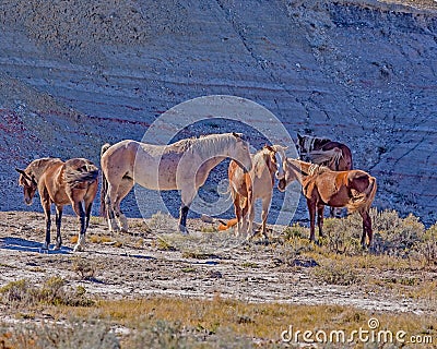 Another small wild horse herd in Theodore Roosevelt National Park Stock Photo