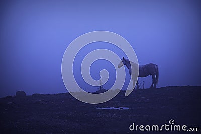 Feral horse at dawn Stock Photo