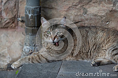 Feral Jerusalem street cat with Stomatitis, a disease that causes severe inflammation of the entire mouth Stock Photo