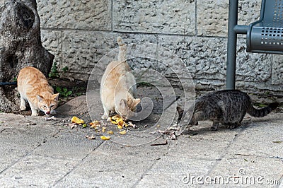 Feral Jerusalem street cats enjoying a meal left for them on a sidewalk Stock Photo