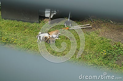 Feral Kittens Nursing Stock Photo