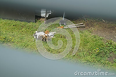 Feral Kittens Nursing Stock Photo