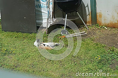 Feral Kittens Nursing Stock Photo