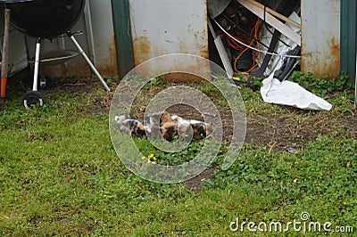 Feral Kittens Nursing Stock Photo