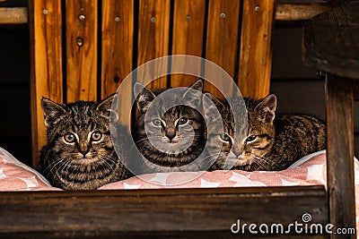 Feral Kittens Safe on Front Porch Stock Photo