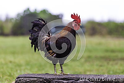 Feral Marans Rooster on a wall Stock Photo