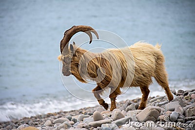 Feral mountain goat in coastal region of North Wales, UK Stock Photo