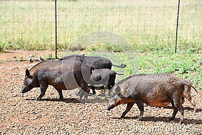 A Feral Pig on a Farm Stock Photo