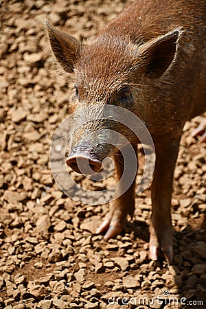 A Feral Pig on a Farm Stock Photo