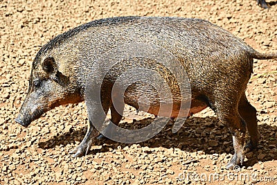 A Feral Pig on a Farm Stock Photo