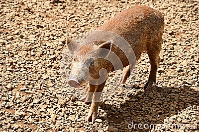 A Feral Pig on a Farm Stock Photo