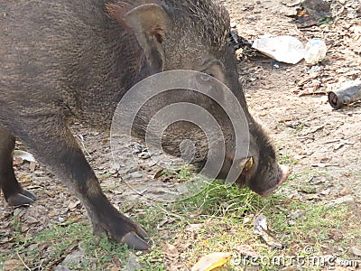 Feral Pig Stock Photo