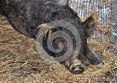 Feral Pig Wild Boar Stock Photo