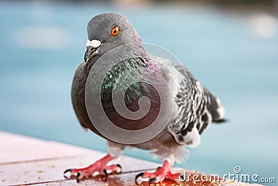Feral pigeon Stock Photo