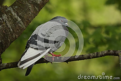 Feral pigeon Stock Photo