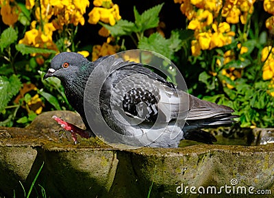 Feral pigeon garden bird bath and bright sun. Stock Photo