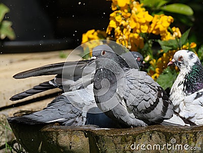 Feral pigeon garden bird bath and bright sun. Stock Photo