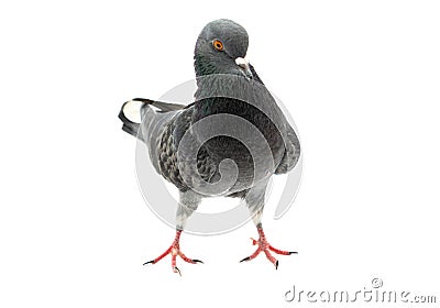 Feral Pigeon isolated on white Stock Photo