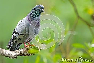Feral Pigeon Stock Photo