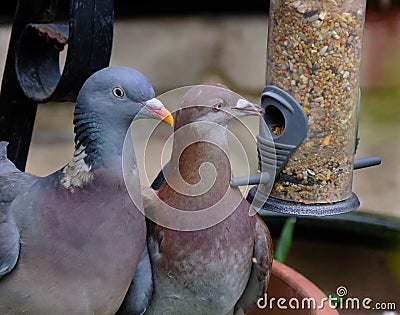 Feral pigeon and woodpigeon feeding from garden seed feeder. Stock Photo