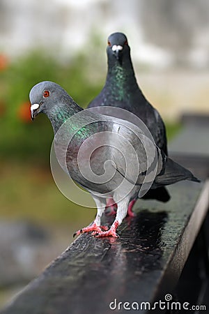 Feral pigeons Columba livia domestica, also called city doves, city pigeons, or street pigeons sitting on a wooden handrail Stock Photo
