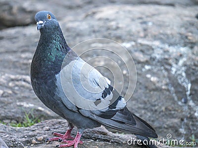 Feral pigeons, Columba livia domestica Stock Photo