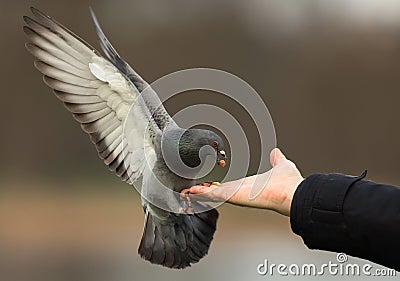 Feral pigeons (Columba livia) Stock Photo