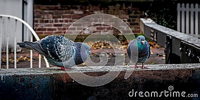 Feral Pigeons, Columba livia performing a Mating Ritual in an Urban Setting Stock Photo