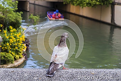 Feral Pigeons In A Park Stock Photo