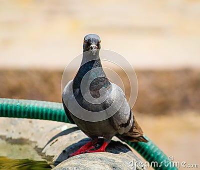 Feral pigeons Standing Stock Photo