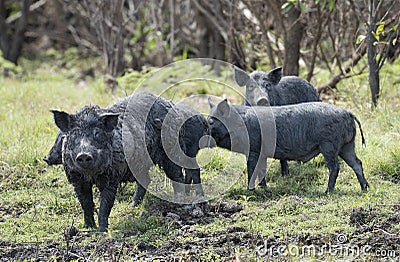 feral pigs Stock Photo