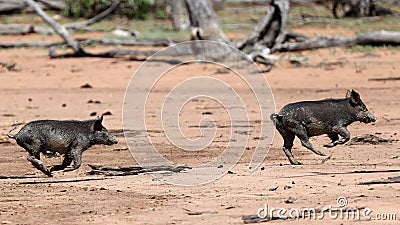 Feral pigs Stock Photo