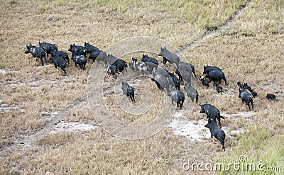 Feral pigs Stock Photo