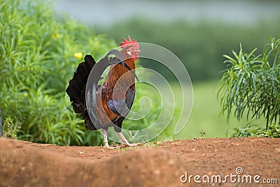 Feral Rooster Stock Photo