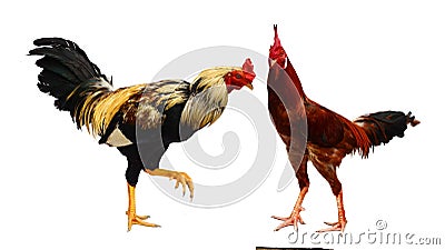 Feral Rooster. Stock Photo