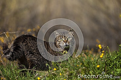 Feral Cat standing and looking in a field. Stock Photo