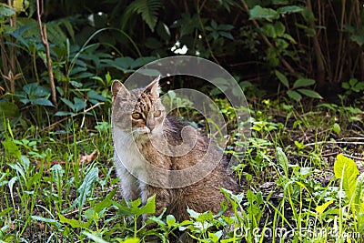 Feral tabby cat eating grass Stock Photo