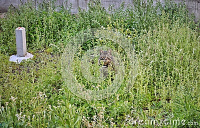 Tabby cat surrounded by grass Stock Photo