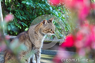 Feral tabby cat sitting outside in a flower garden Stock Photo